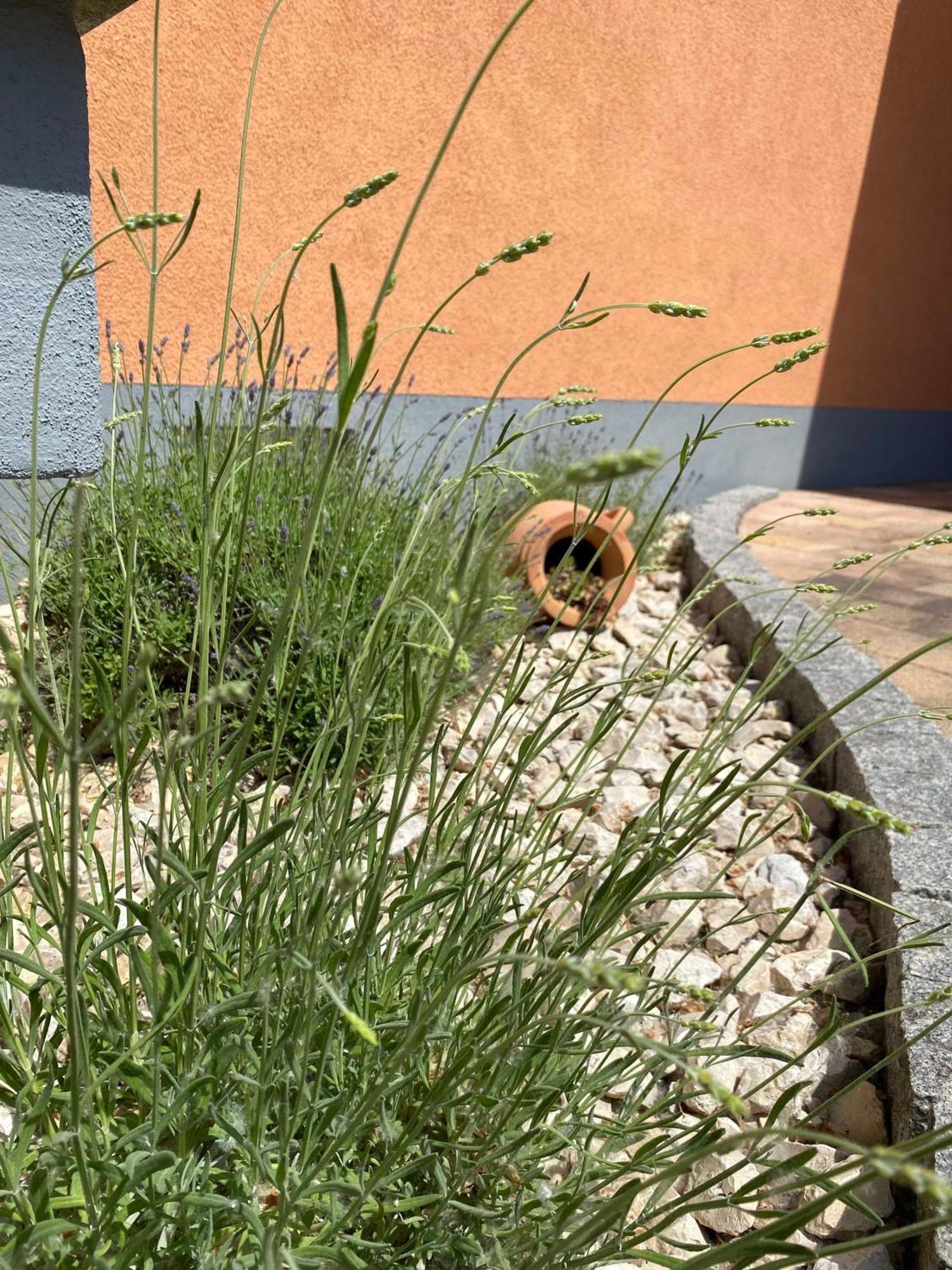 Ferienwohnung Im Sand Herbolzheim Εξωτερικό φωτογραφία